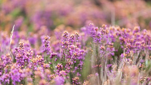 A close up of the pink flowers of the heather at Dunwich Heath